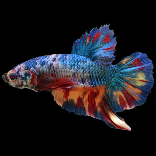 Rare Giant Multicolors Betta Fish (Male)