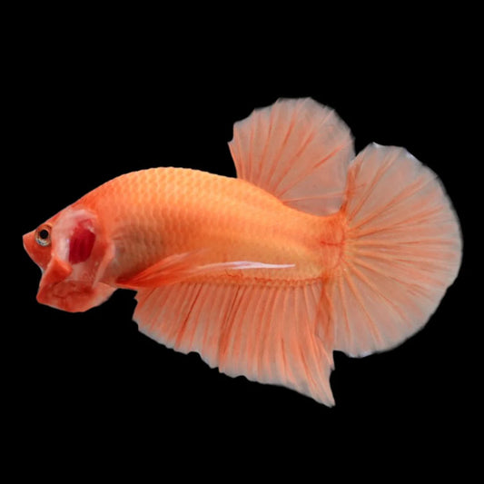 Marmalade Orange Betta Fish (Male)