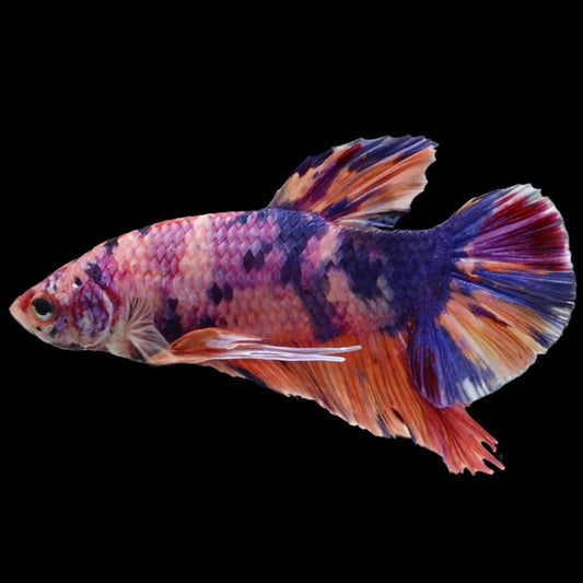 Rare Giant Multicolors Betta Fish (Male)