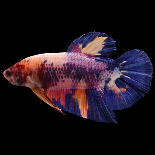 Rare Giant Multicolors Betta Fish (Male)