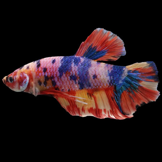 Rare Giant Multicolors Betta Fish (Male)