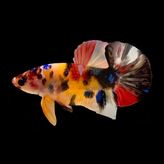 Rare Koi Multicolors Betta Fish (Male)