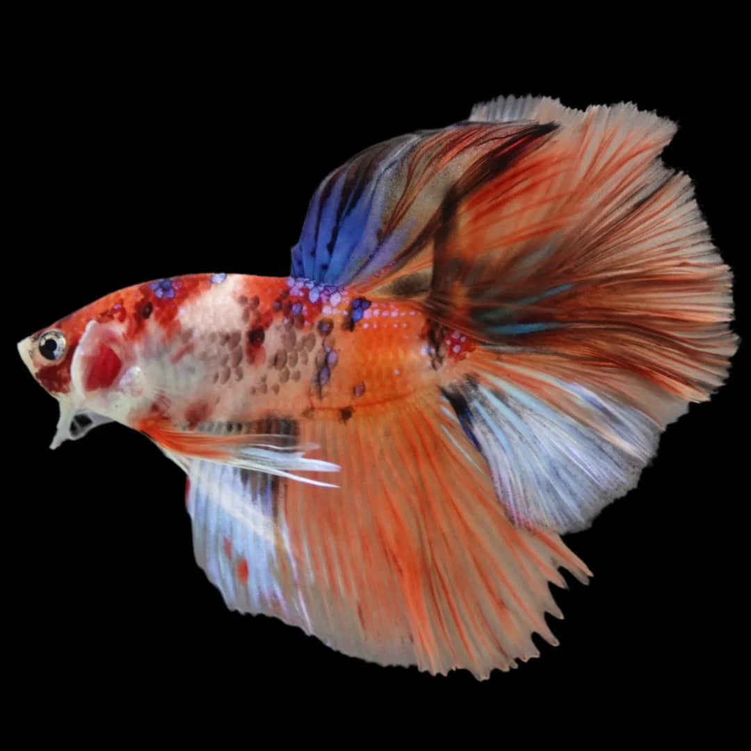 Rare Halfmoon Multicolors Betta Fish (Male)