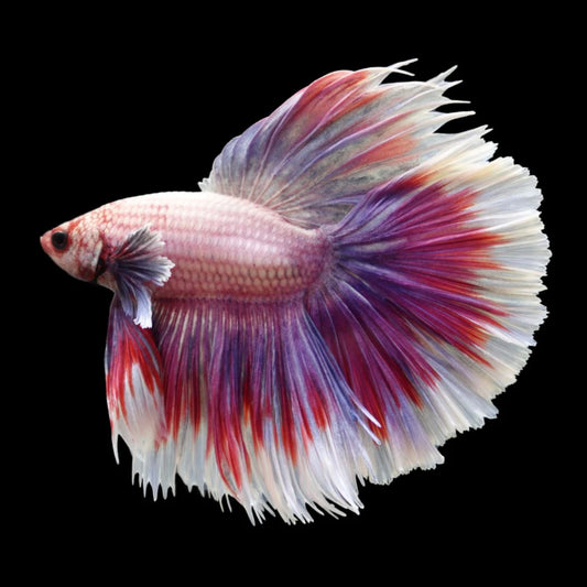 Competition Halfmoon Lollipop Betta Fish (MALE)