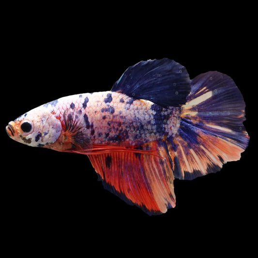 Rare Giant Multicolors Betta Fish (Male)