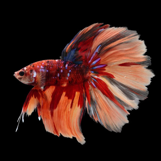 Rare Halfmoon Multicolors Betta Fish (Male)