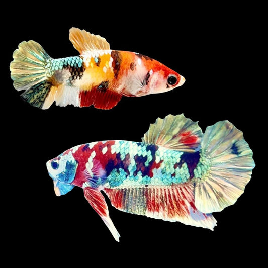 Rare Pair Copper Multicolors Betta Fish (Male & Female)