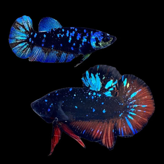 Rare Pair Galaxy Black Star Betta Fish (Male & Female)