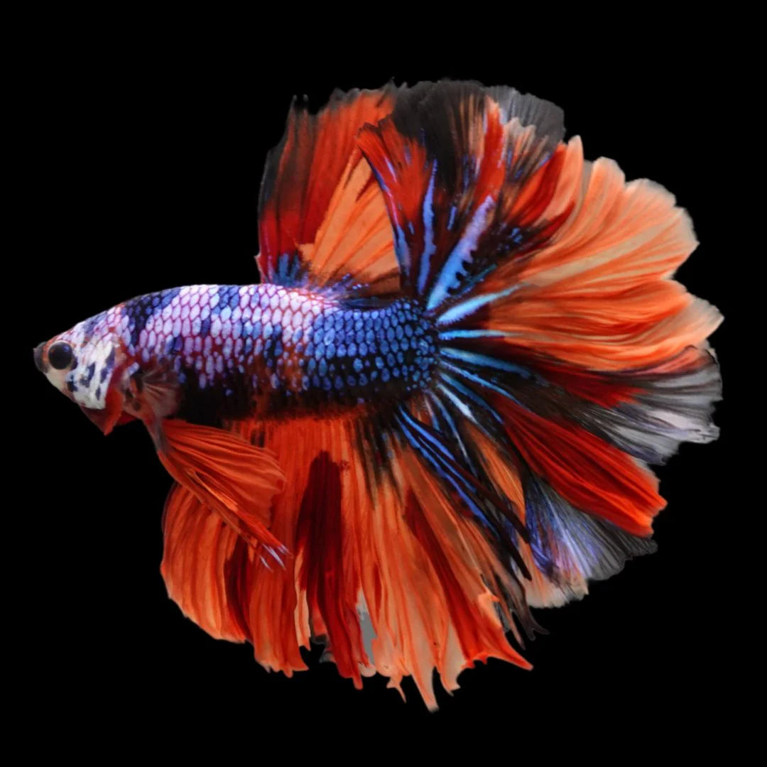 Rare Halfmoon Multicolors Betta Fish (Male)