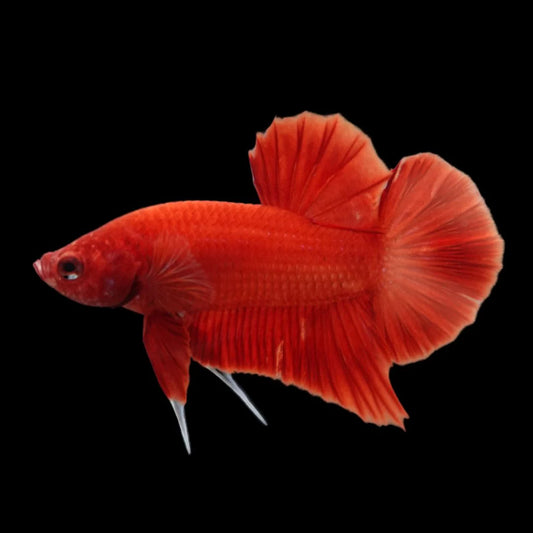 Scarlet Red Betta Fish (Male)