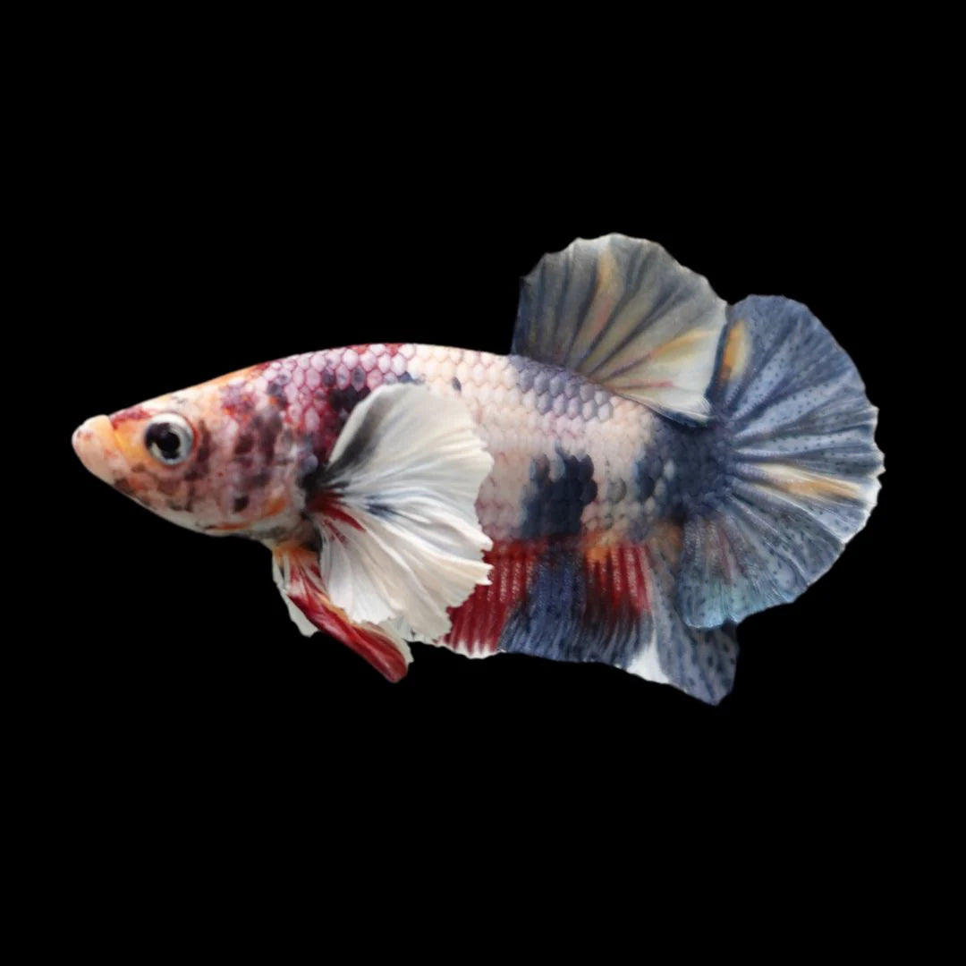 Rare Dumbo Koi Multicolors Betta Fish (Male)