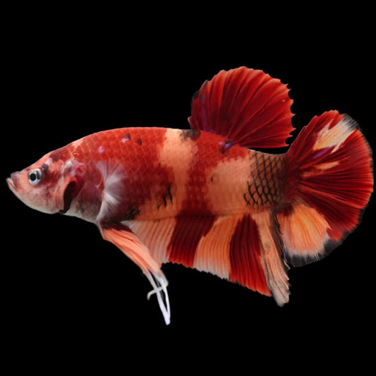 Rare Giant Nemo Betta Fish (Male)