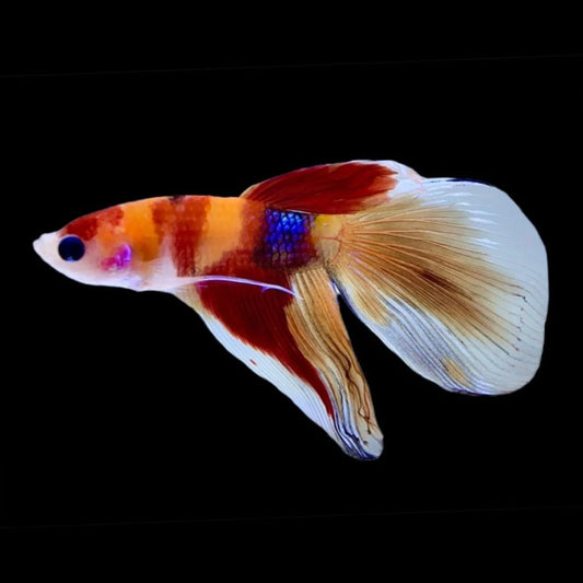 Rare Veiltail Koi Betta Fish (Male)