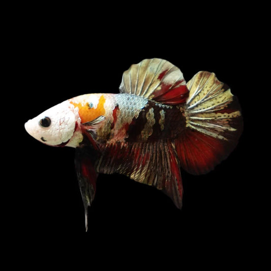 Competition grade - Multicolors White Face Betta Fish (MALE)