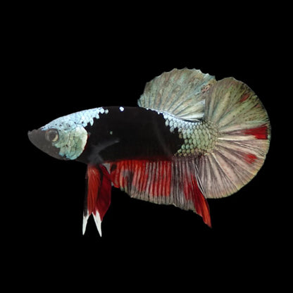 Competition grade - Copper Mask Betta Fish (MALE)