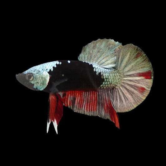 Competition grade - Copper Mask Betta Fish (MALE)