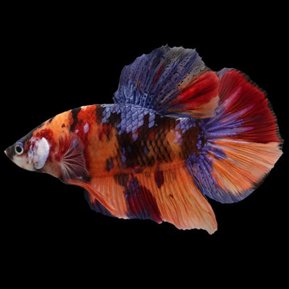 Rare Giant Multicolors Betta Fish (Male)
