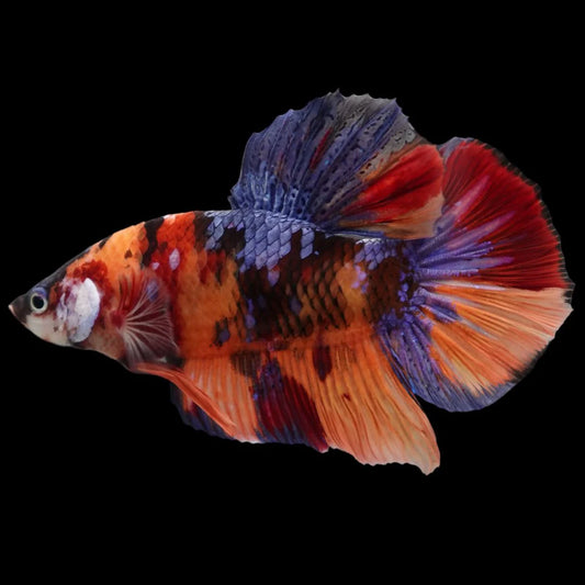 Rare Giant Multicolors Betta Fish (Male)
