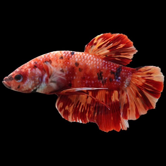 Rare Giant Multicolors Betta Fish (Male)