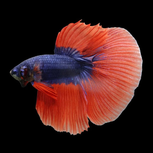 Competition Halfmoon Super Blue Orange Fin Betta Fish (MALE)
