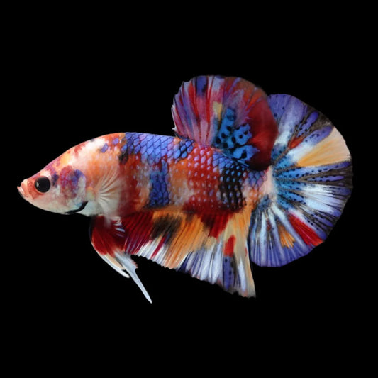 Competition grade - Candy Multicolors Betta Fish (MALE)