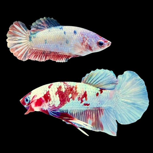 Rare Pair Copper Multicolors Betta Fish (Male & Female)