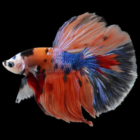 Rare Halfmoon Multicolors Betta Fish (Male)