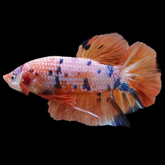 Rare Giant Multicolors Betta Fish (Male)