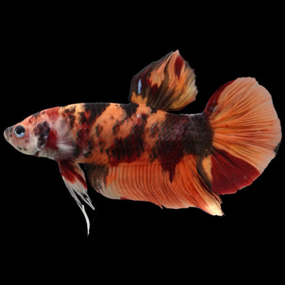 Rare Giant Multicolors Betta Fish (Male)