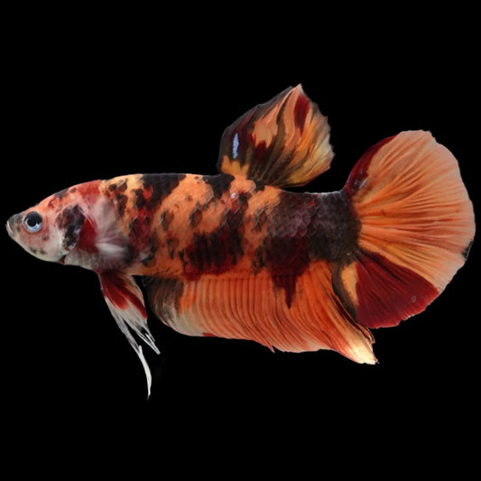 Rare Giant Multicolors Betta Fish (Male)