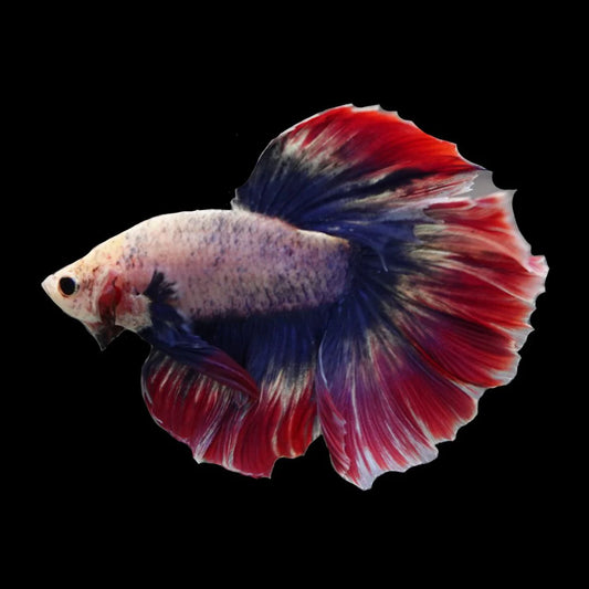 Rare Halfmoon Fancy Betta Fish (Male)
