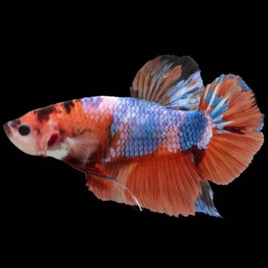 Rare Giant Multicolors Betta Fish (Male)