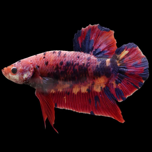 Rare Giant Multicolors Betta Fish (Male)