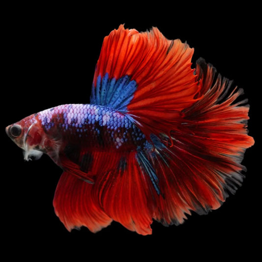 Rare Halfmoon Multicolors Betta Fish (Male)