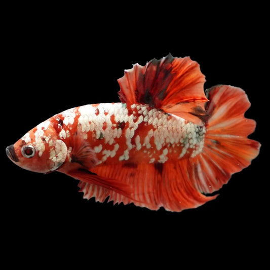 Rare Giant Red Copper Betta Fish (Male)