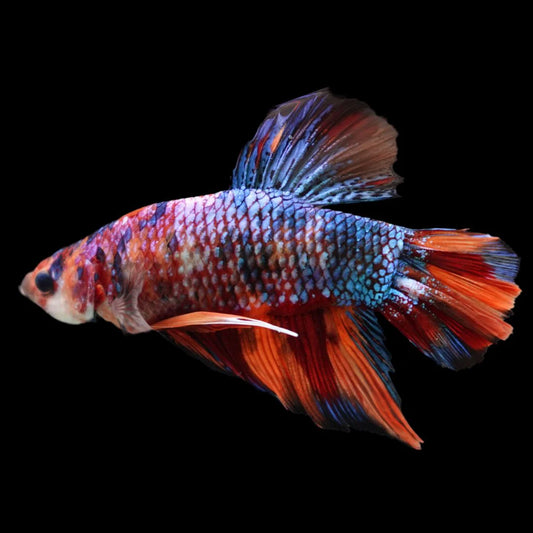 Rare Giant Multicolors Betta Fish (Male)