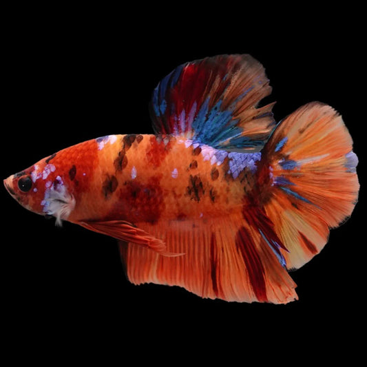 Rare Giant Multicolors Betta Fish (Male)
