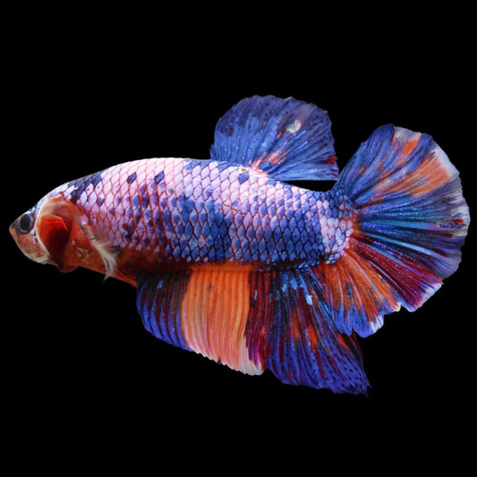 Rare Giant Multicolors Betta Fish (Male)