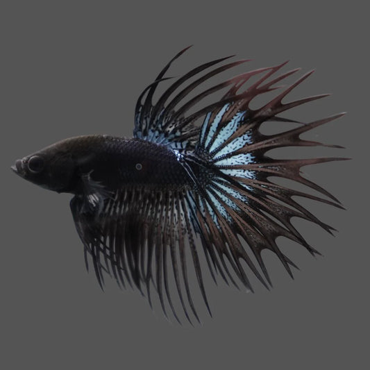 Competition grade - Black Venom Crowntail Betta Fish (MALE)