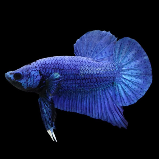Navy Blue Betta Fish (Male)