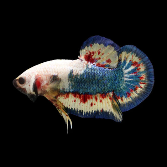 Competition grade - Vanda White Head Betta Fish (MALE)