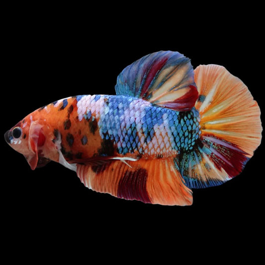 Rare Giant Multicolors Betta Fish (Male)