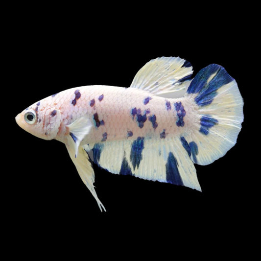 Competition grade - Blue Marble Betta Fish (MALE)