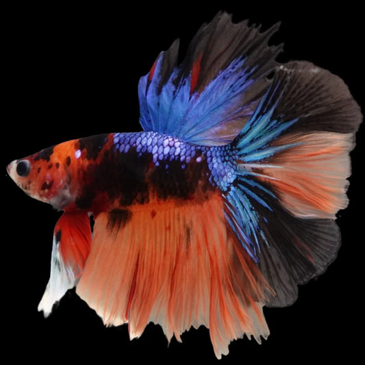 Rare Halfmoon Multicolors Betta Fish (Male)