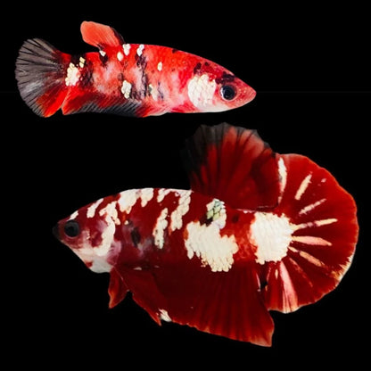 Rare Pair Red Copper Betta Fish (Male & Female)