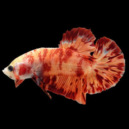 Rare Koi Multicolors Betta Fish (Male)