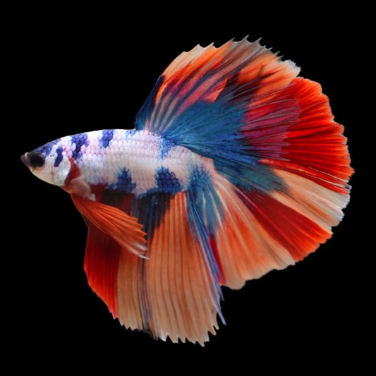 Competition Halfmoon Multicolors Betta Fish (MALE)