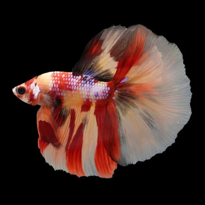 Rare Halfmoon Multicolors Betta Fish (Male) (Copy)
