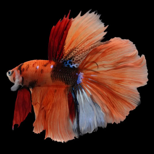 Rare Halfmoon Multicolors Betta Fish (Male)