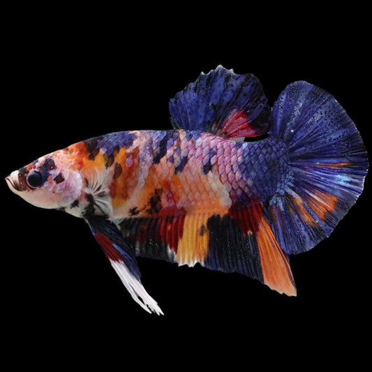 Rare Giant Multicolors Betta Fish (Male)